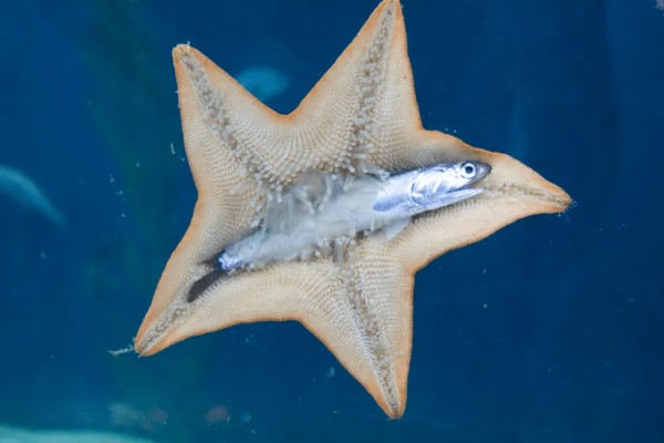 海星是什么动物类型，海星是棘皮动物