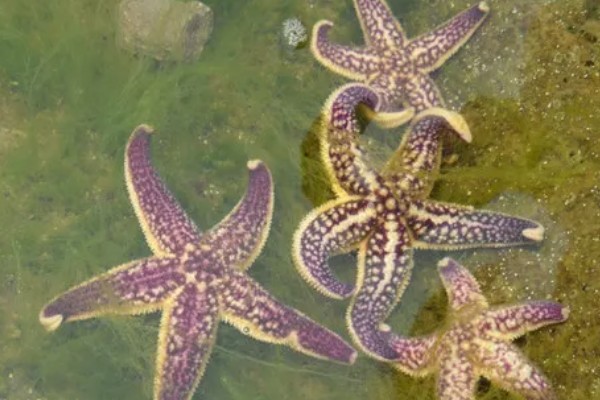 海星是什么动物类型，海星是棘皮动物