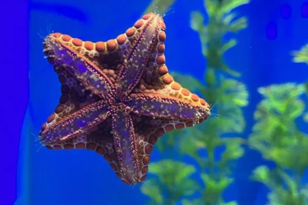 海星是什么动物类型，海星是棘皮动物