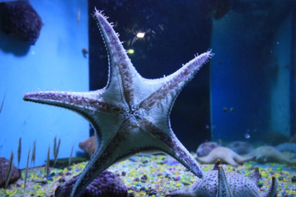 海星是什么动物类型，海星是棘皮动物