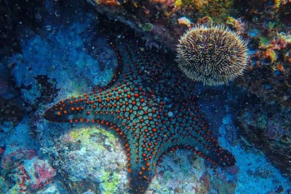 海星是什么动物类型，海星是棘皮动物