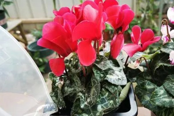仙客来叶子发黄花蔫了怎么处理,需减少水分