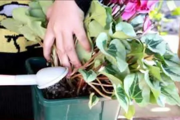 仙客来叶子发黄花蔫了怎么处理,需减少水分