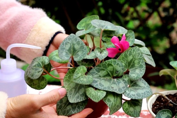 仙客来叶子发黄花蔫了怎么处理,需减少水分