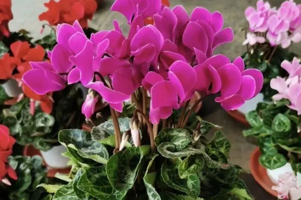 仙客来叶子发黄花蔫了怎么处理,需减少水分