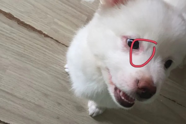 狗狗眼角上方有点突起的原因，可能是眉骨或者增生组织