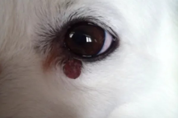 狗狗眼角上方有点突起的原因，可能是眉骨或者增生组织