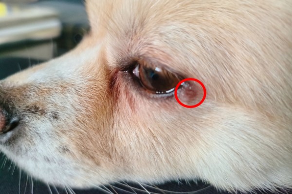 狗狗眼角上方有点突起的原因，可能是眉骨或者增生组织