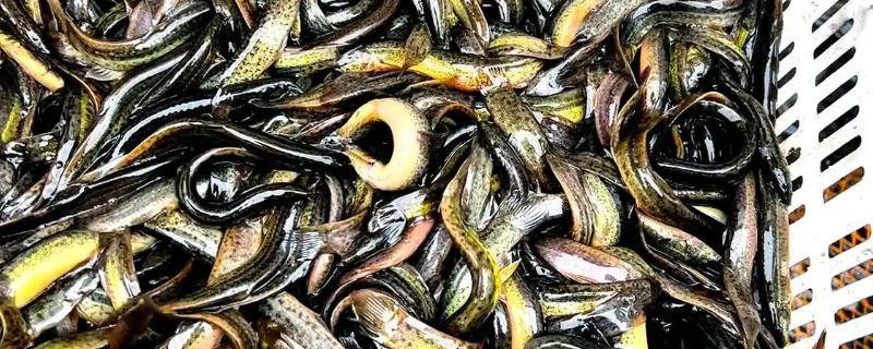 泥鳅是不是鱼类，属于小型底层鱼类