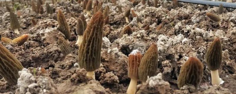 羊肚菌怎么进行脱袋种植，把菌棒排列在床土上并喷水