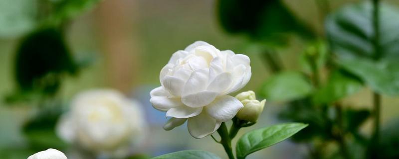 茉莉花怎样过冬，需要将植株移入室内养护