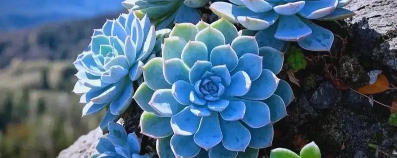 石莲花的种类介绍，有绒毛掌、美丽石莲花等