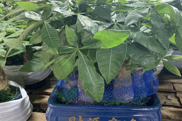 发财树的种类，有台湾发财树、大叶发财树等