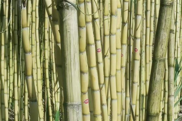 甘蔗有什么品种，青皮甘蔗、黑皮甘蔗等品种很常见