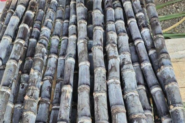 甘蔗有什么品种，青皮甘蔗、黑皮甘蔗等品种很常见