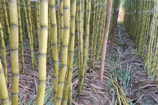 甘蔗有什么品种，青皮甘蔗、黑皮甘蔗等品种很常见