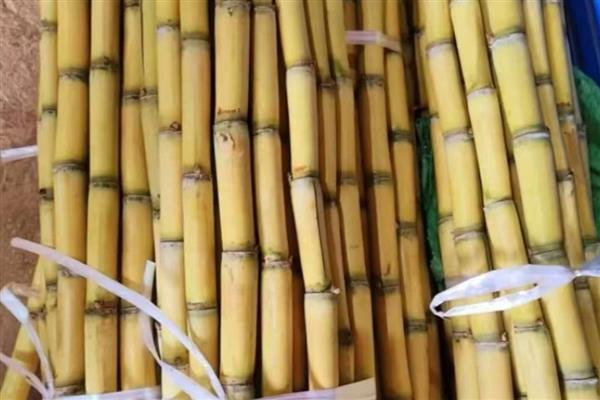 甘蔗有什么品种，青皮甘蔗、黑皮甘蔗等品种很常见