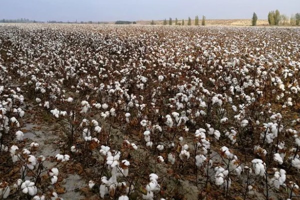 我国农业的主产区，粮食主产区是河南、河北、山东