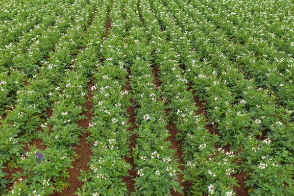 我国农业的主产区，粮食主产区是河南、河北、山东