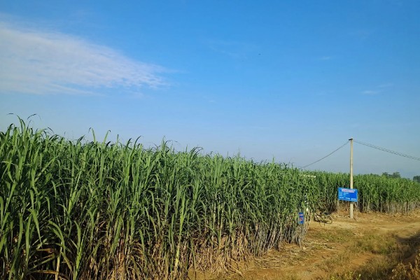 我国农业的主产区，粮食主产区是河南、河北、山东