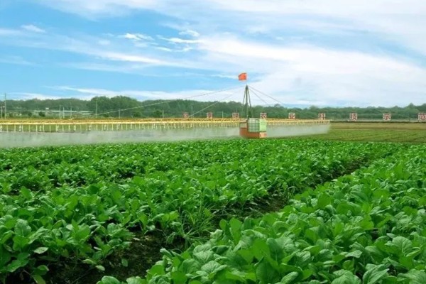 我国农业的主产区，粮食主产区是河南、河北、山东