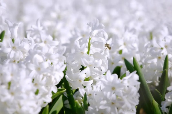 风信子的花语及寓意，寓意永恒的爱、热情奔放等