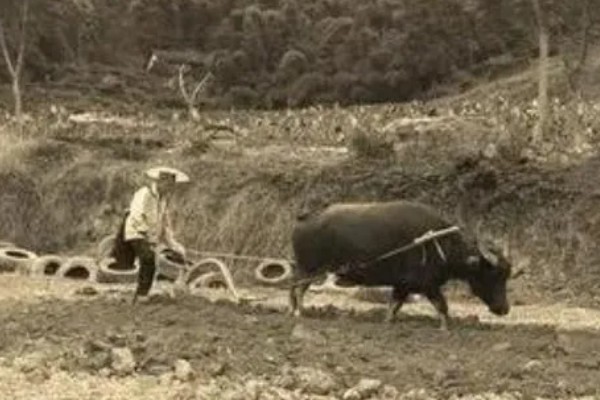 我国农业的主产区，粮食主产区是河南、河北、山东