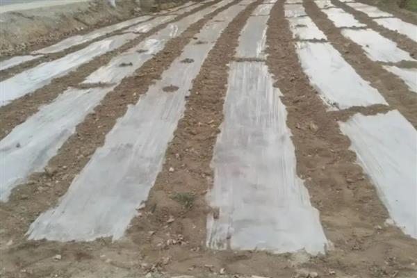 甜高粱覆膜穴播的栽培技术，出苗后展开3-4片叶时进行间苗