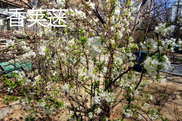 香荚蒾和丁香有什么区别，高度、形状、产地都不同