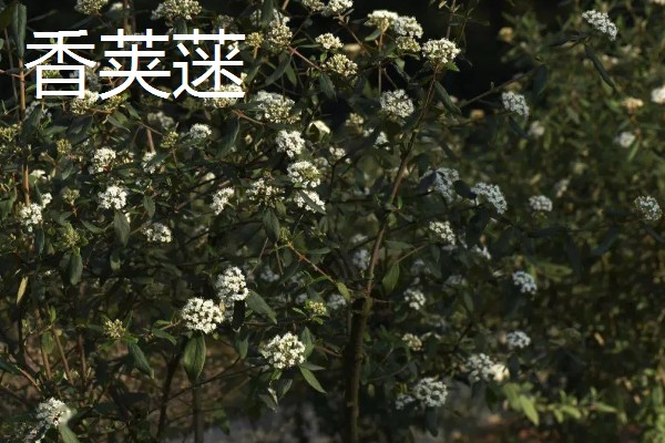 香荚蒾和丁香有什么区别，高度、形状、产地都不同