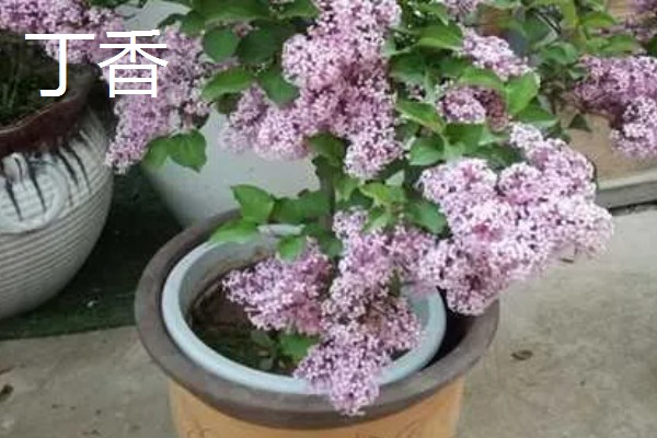 香荚蒾和丁香有什么区别，高度、形状、产地都不同