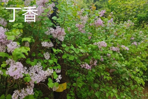 香荚蒾和丁香有什么区别，高度、形状、产地都不同