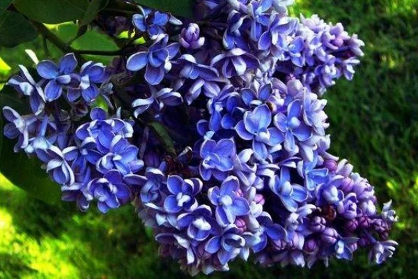 香荚蒾和丁香有什么区别，高度、形状、产地都不同