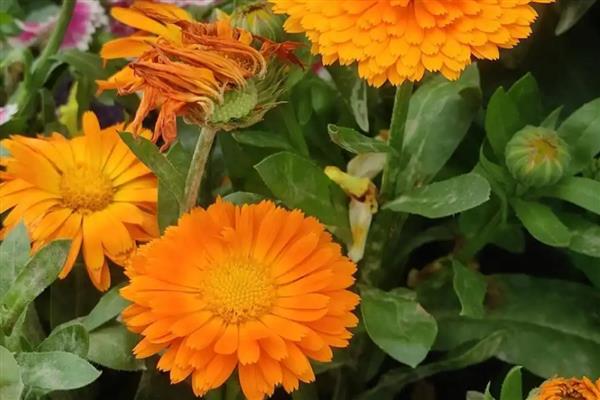 金盏花有什么花语，代表灿烂明亮、神圣纯洁等含义