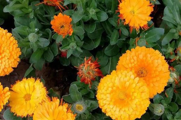 金盏花有什么花语，代表灿烂明亮、神圣纯洁等含义