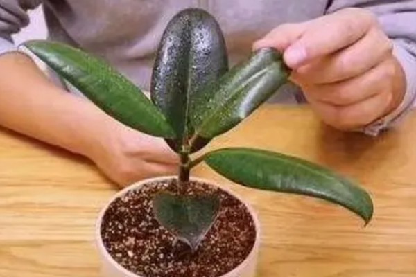 橡皮树怎么浇水,春秋季节每隔2-3天浇一次