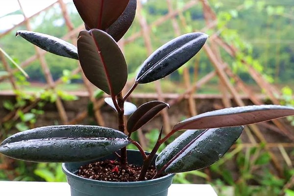 橡皮树怎么浇水,春秋季节每隔2-3天浇一次