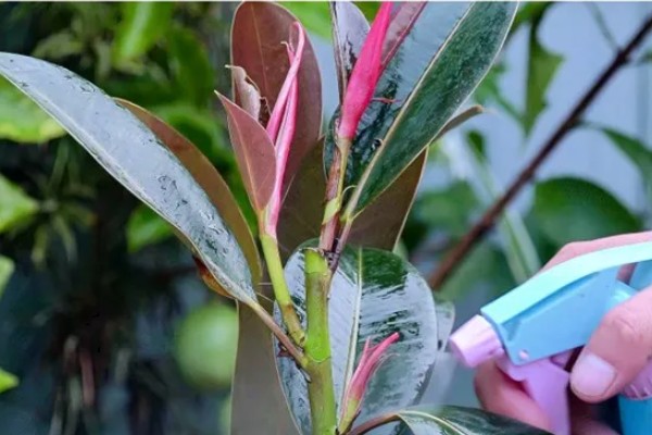 橡皮树怎么浇水,春秋季节每隔2-3天浇一次