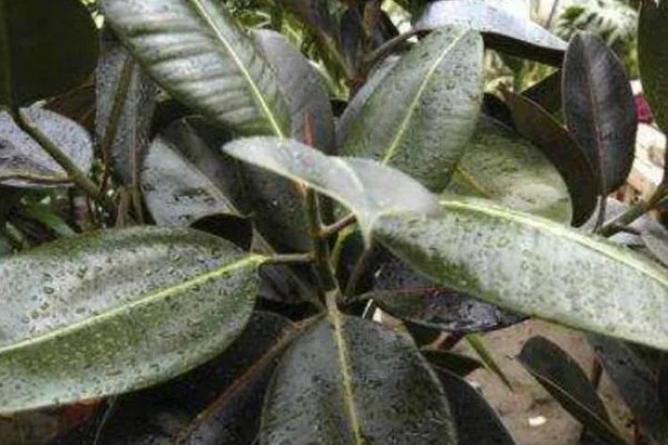 橡皮树怎么浇水,春秋季节每隔2-3天浇一次