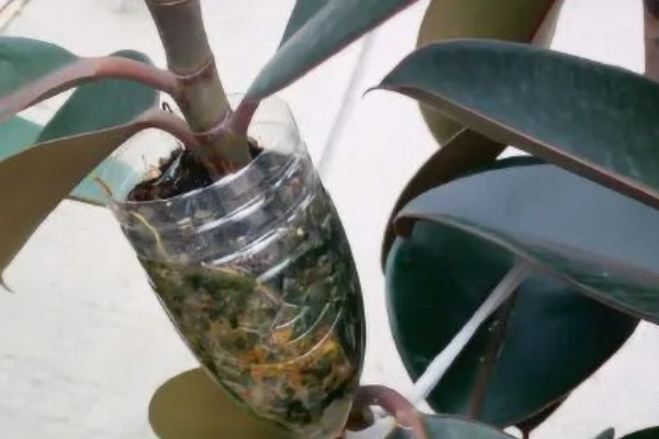 橡皮树怎么浇水,春秋季节每隔2-3天浇一次