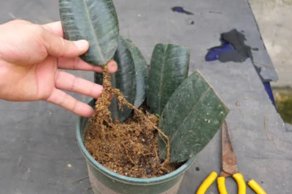 橡皮树怎么浇水,春秋季节每隔2-3天浇一次