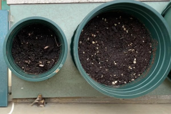 橡皮树怎么浇水,春秋季节每隔2-3天浇一次