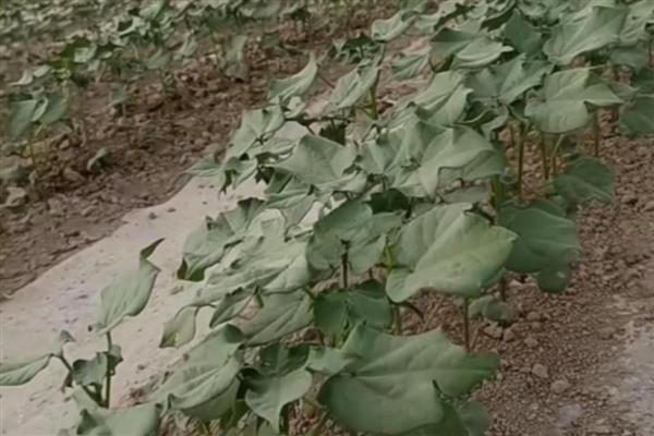 棉花苗期如何管理，中耕松土很重要
