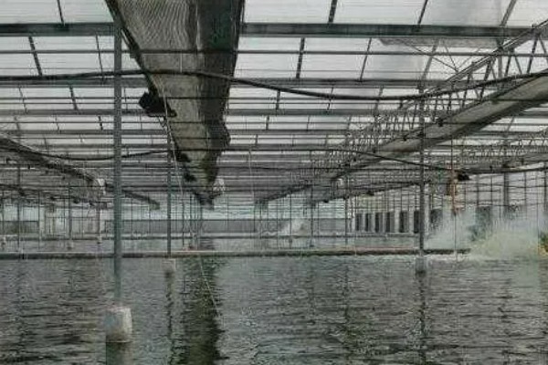 大棚养虾的技术，放养前使用充分发酵过的有机肥