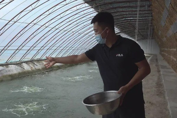 大棚养虾的技术，放养前使用充分发酵过的有机肥