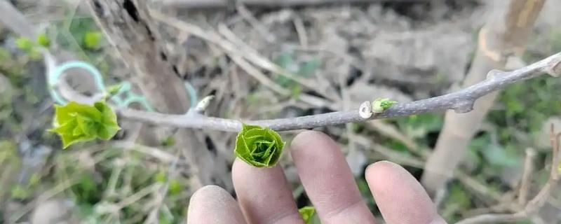 猕猴桃是怎么发芽的，先出现苞芽再拱破鼓包