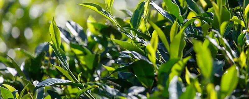 茶树的简介，是一种经济树种