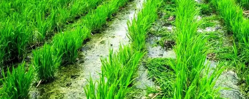 茭白怎么管理，分蘖前将水位保持在3-5厘米
