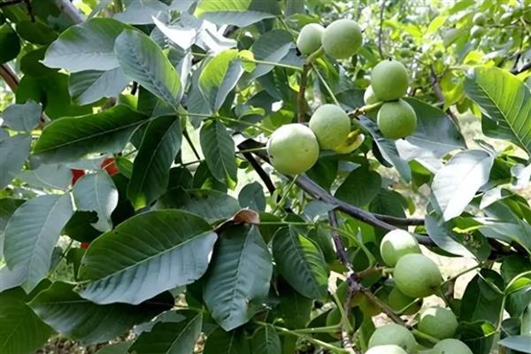 核桃树种多久才会结果，实生苗需要7-8年