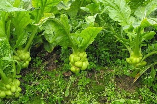 北方什么时候种植榨菜，主要集中在8月份
